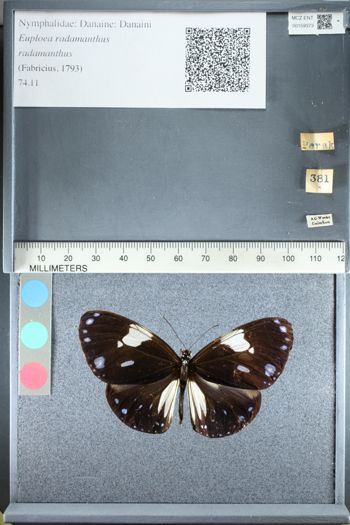 Media type: image;   Entomology 159373
